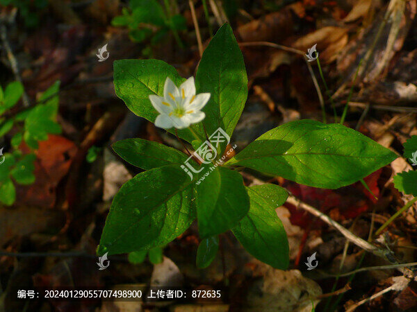 七瓣蓮報(bào)春花科P1590391