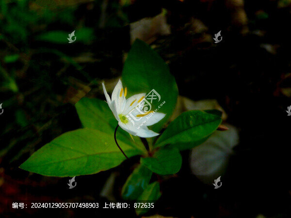 七瓣蓮報(bào)春花科P1590371