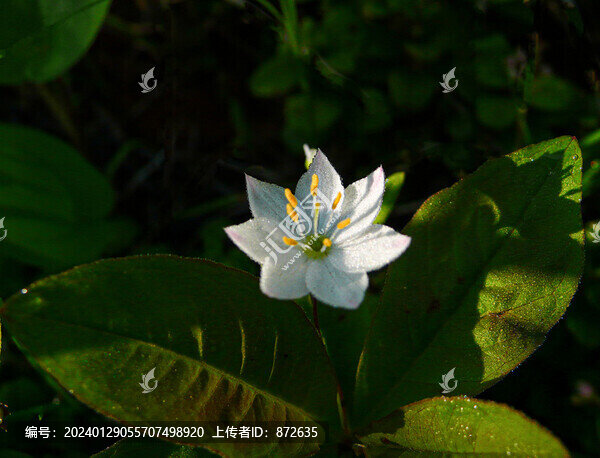 報(bào)春花科七瓣蓮DSC08490