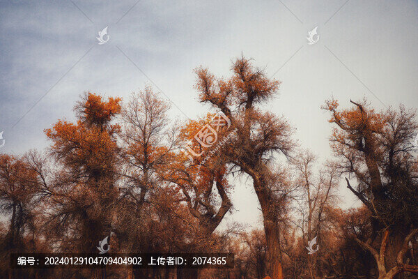 輪臺胡楊林