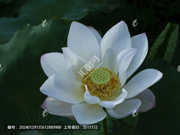 盛開(kāi)的白蓮花