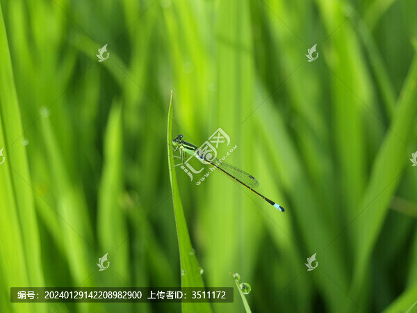 蜻蜓