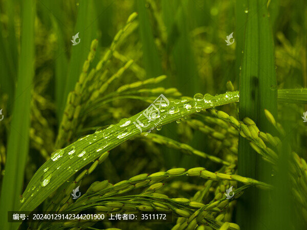 雨后稻穗