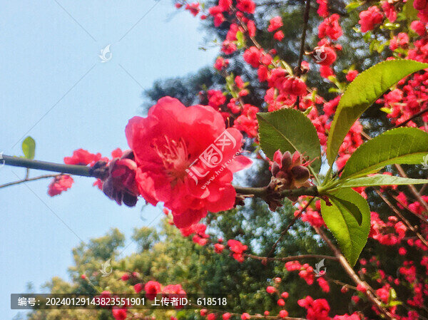 桃花