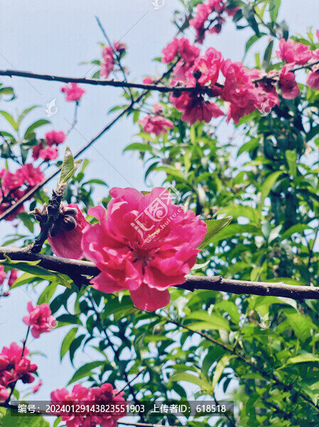 桃花