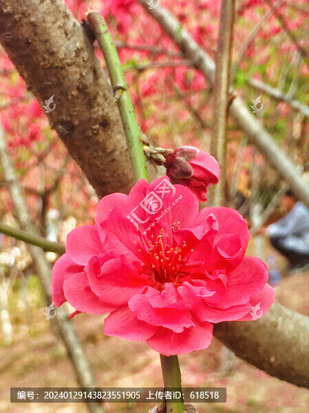 桃花