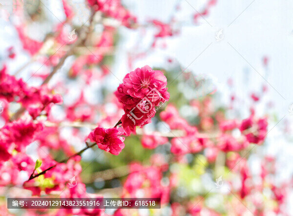 桃花