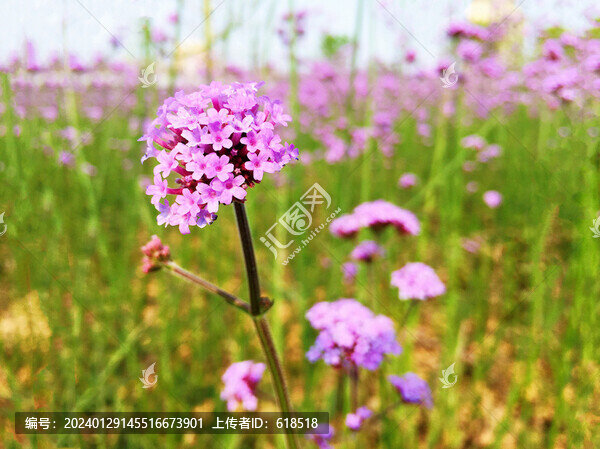 馬鞭草