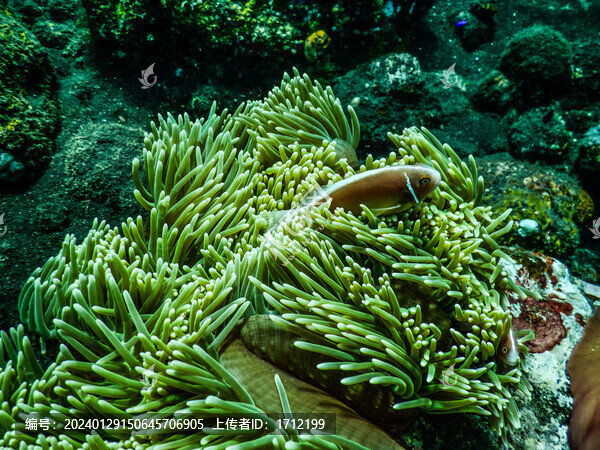 印尼巴厘島圖蘭奔海底珊瑚和魚(yú)群