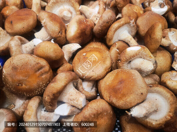 新鮮香菇