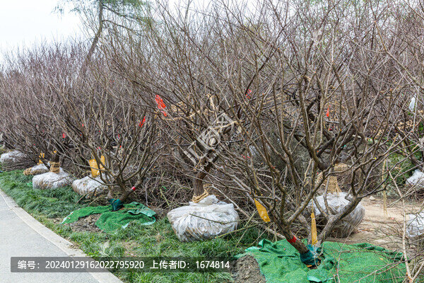 樹木養(yǎng)護