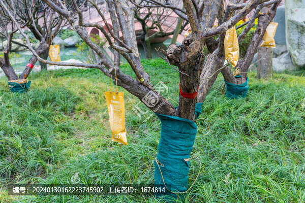 樹木打點(diǎn)滴
