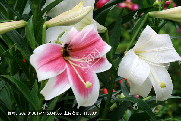 百合花
