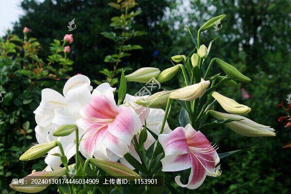 百合花