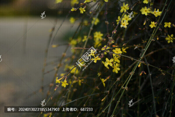 盛開的迎春花
