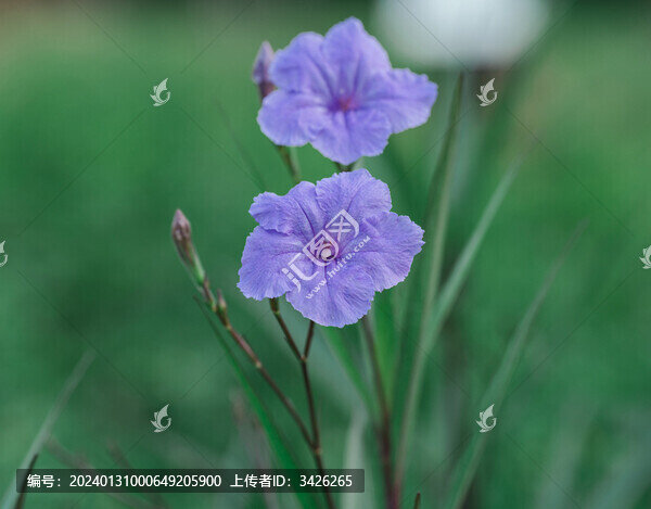 戶外盛開的藍(lán)花草