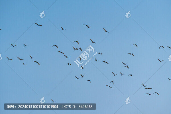 天空下飛翔的白鷺鳥群