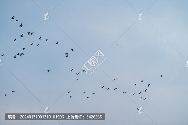 天空下飛翔的白鷺鳥群