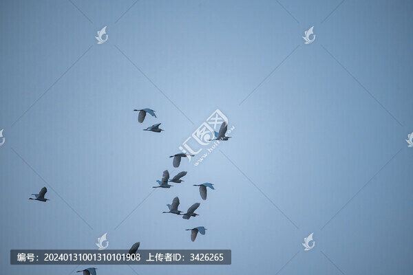 天空下飛翔的白鷺鳥(niǎo)群