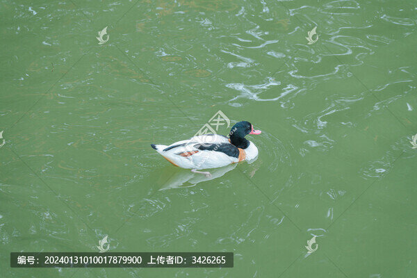 湖面上的野鴨