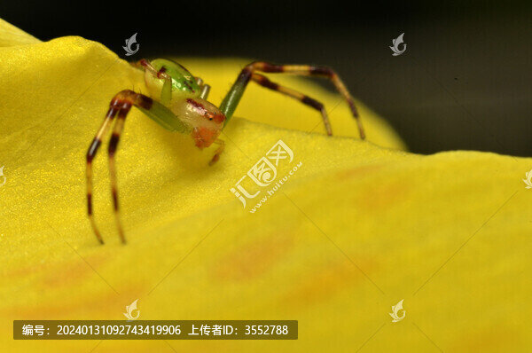人面蜘蛛