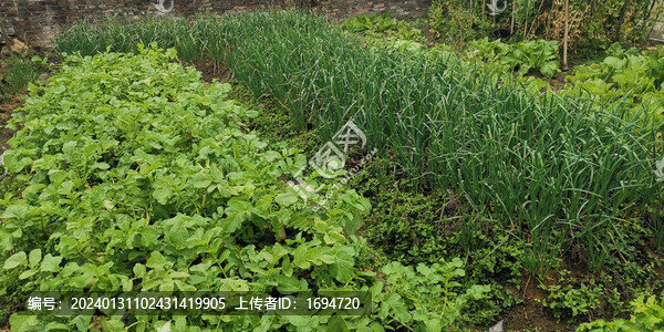 鄉(xiāng)村菜園
