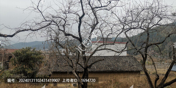 村口的大樹