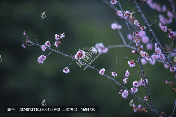 梅花枝頭