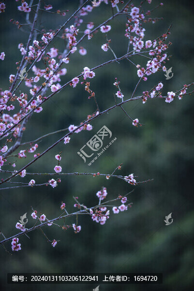 梅花枝頭