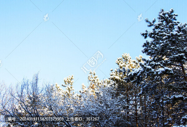 北國(guó)雪淞美如畫(huà)