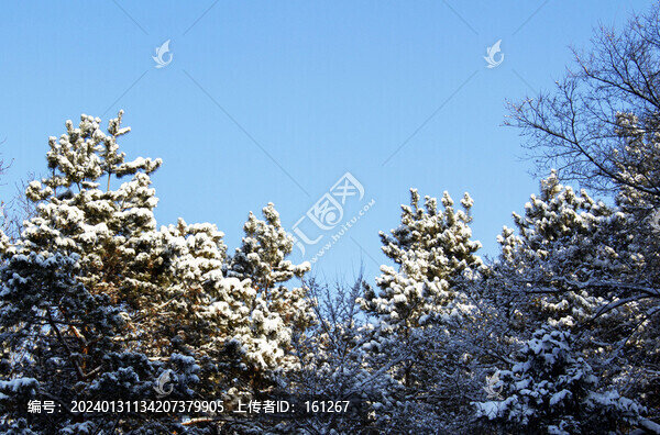 北國(guó)雪淞美如畫