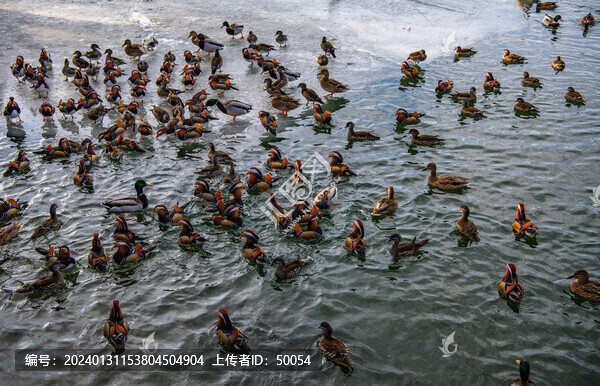 湖面鴛鴦鳥