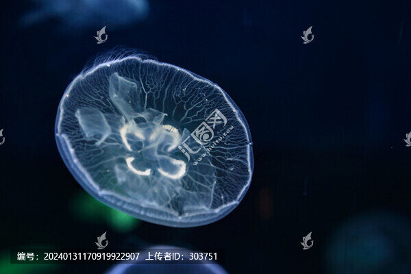 水母