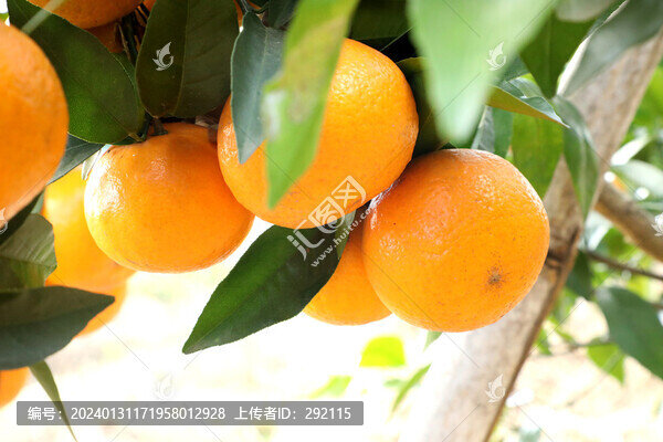 沃柑橘子高清圖片