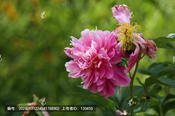 芍藥