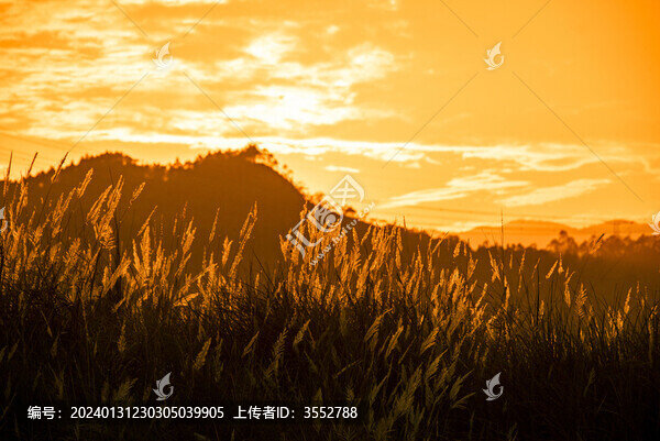夕陽下的蘆葦花