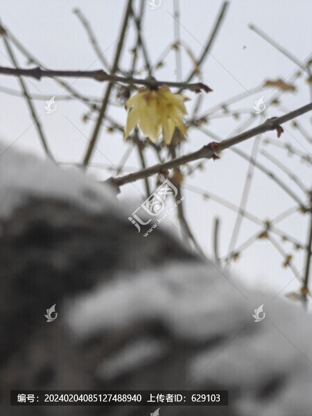 蠟梅雪枝