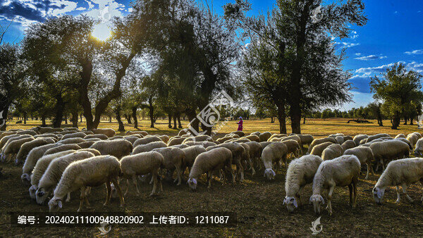 怪樹(shù)林羊群