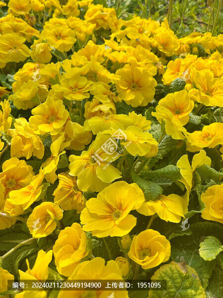 報春花