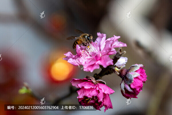 桃花特寫