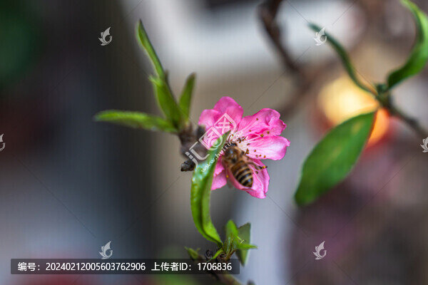 桃花特寫