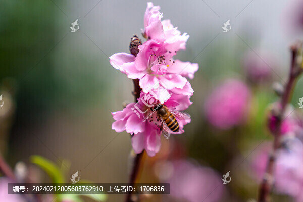 桃花特寫
