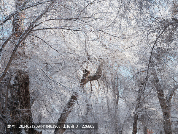 北方的雪