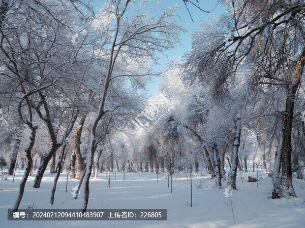 北方的雪