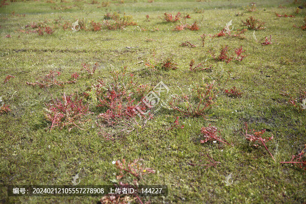 狼毒花
