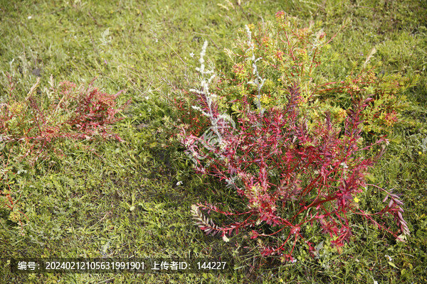 狼毒花