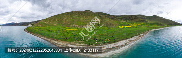西藏羊湖邊上的牛群2023