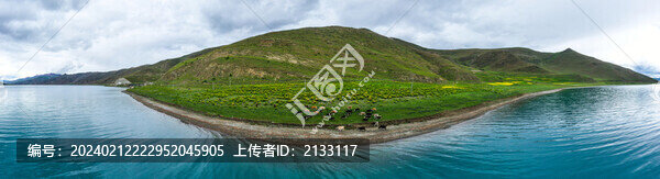 西藏羊湖邊上的牛群