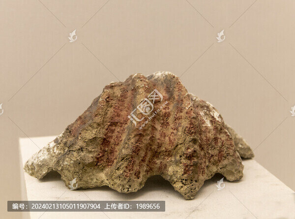 南洋七寶之一硨磲