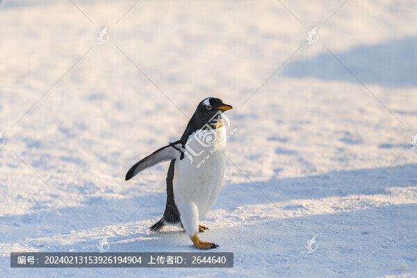 企鵝